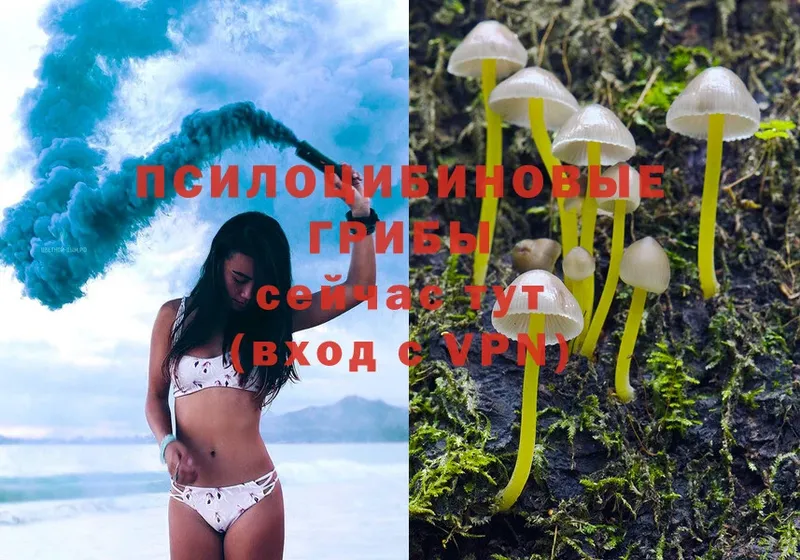 Галлюциногенные грибы Magic Shrooms  как найти закладки  Бежецк 